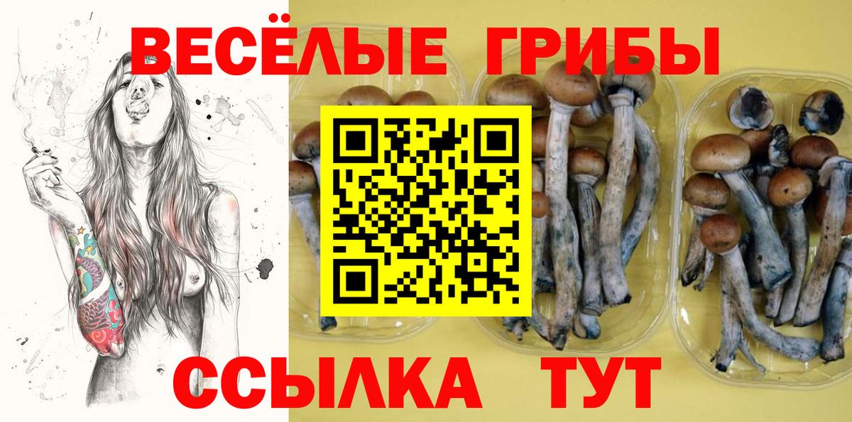 Галлюциногенные грибы Psilocybine cubensis Железногорск